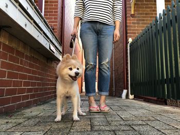 Low section of person with dog standing outdoors