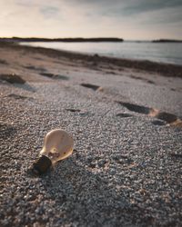 Surface level of seashell on beach