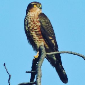 Low angle view of owl perching against clear blue sky