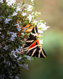 Close-up of butterfly pollinating on flower