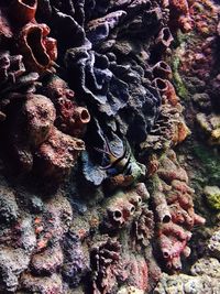 Close-up of crab on rock in cave