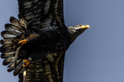 Low angle view of eagle against sky