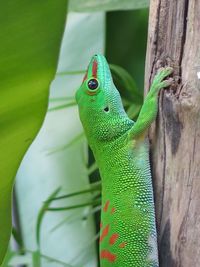 Close-up of lizard on tree