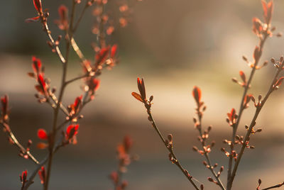 Close-up of plant against blurred background