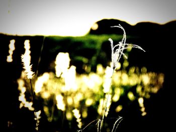 Close-up of plant growing on field