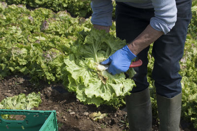 Man working on plants