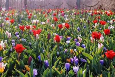 Close-up of red tulips in field