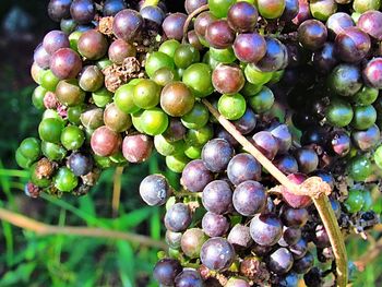 Close-up of grapes growing in vineyard