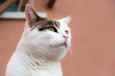 Close-up of a cat