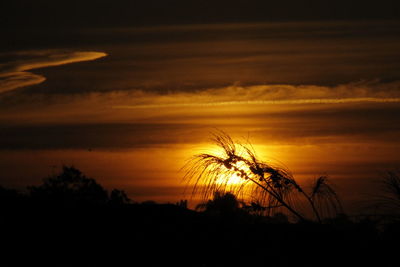 Silhouette of trees against dramatic sky