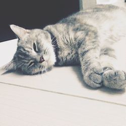 Close-up of cat sleeping
