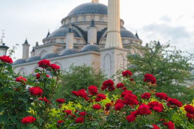 Red flowering plants in front of building