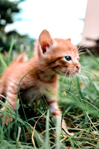 Cat looking away in a field