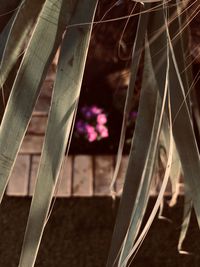 Close-up of pink fence