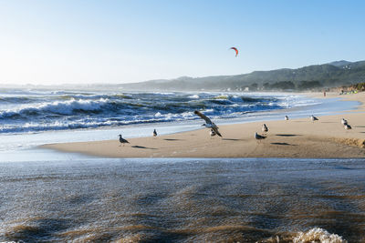 Seagulls perching on shore at beach