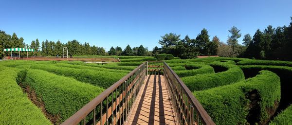 Footpath on hedge maze against clear sky