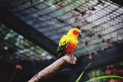 Close-up of parrot perching on branch