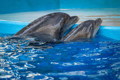Bottle-nosed dolphins in swimming pool at zoo
