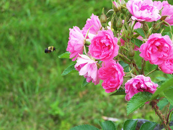 Close-up of bee flying over pink flowers