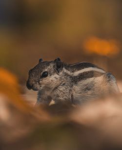 Close-up of squirrel