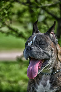 Close-up of a dog looking away