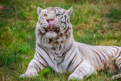 View of cat on field