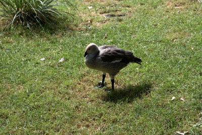 View of bird on field