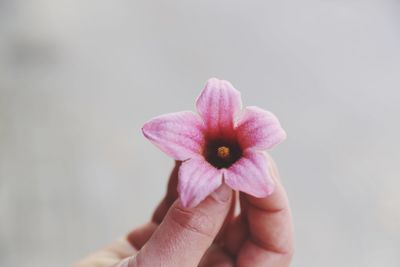 Close-up of hand holding pink flower