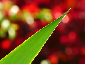 Close-up of red leaves