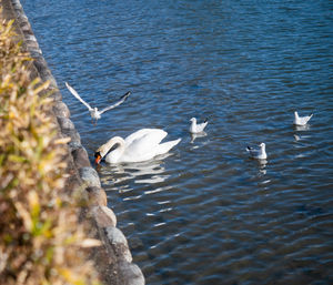 Seagulls flying over lake