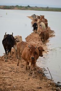 Cows standing in a water