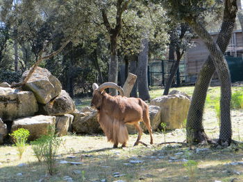 Horses in a field