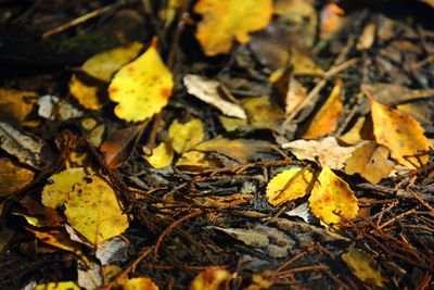 Close-up of yellow maple leaf