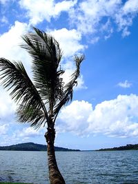 Palm tree by sea against sky