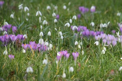 Close-up of purple flowers blooming in field