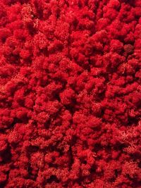 Full frame shot of red coral
