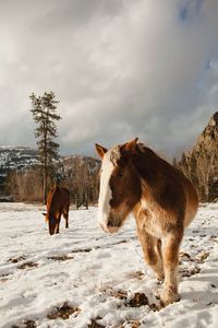 Horse standing on snow covered field against sky