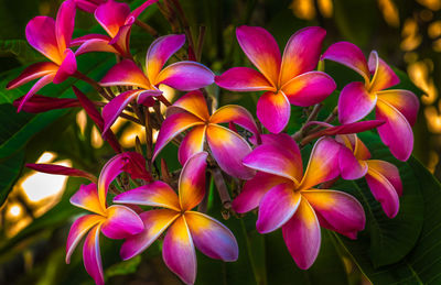 Close-up of purple flowering plants