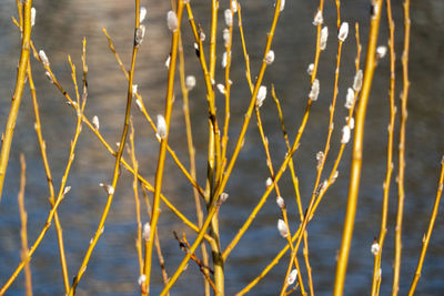 High angle view of plants on shore during winter