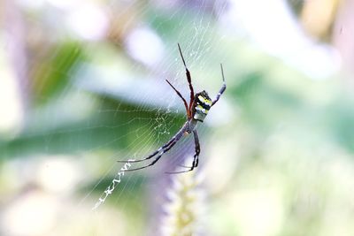 Close-up of spider on web