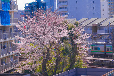 Cherry blossom tree by buildings in city