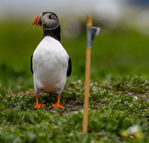 Close-up of bird perching on a field