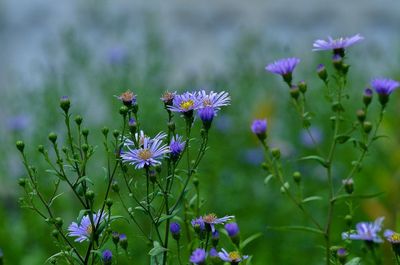 Close-up of purple flower in field