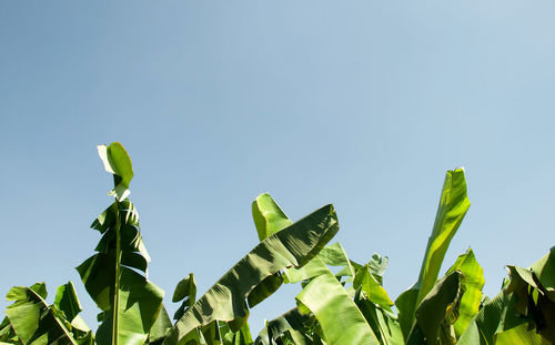 Low angle view of green leaves against sky