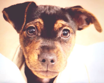 Close-up portrait of dog at home