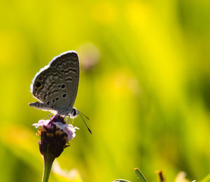 Close-up of butterfly pollinating on flower