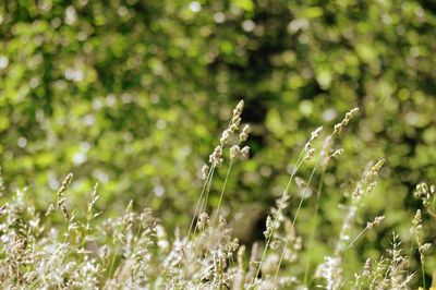Close-up of plants on field