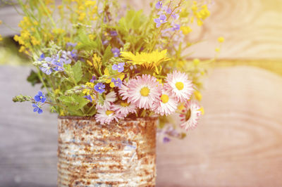 Close-up of daisy plant