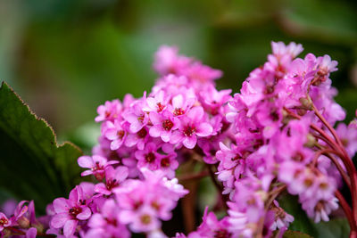 Close-up of pink flowers