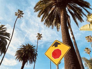 Low angle view of palm trees against sky